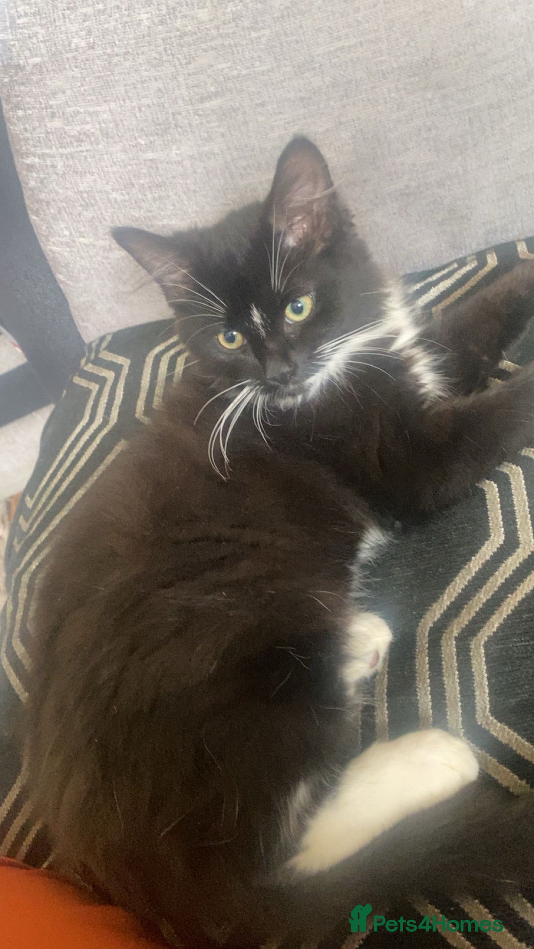 Mixed Breed cats 1 Beautiful Mixed Breed 9month old cat left  🐾 - Advert 2