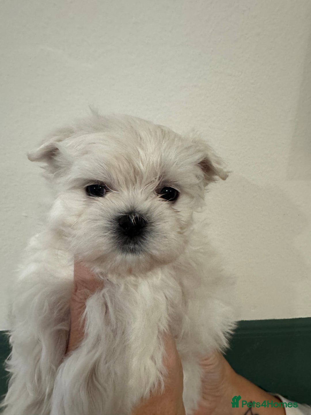 Maltese dogs for sale: Adorable Korean KC Maltese  - Advert 15