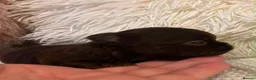 Chihuahua dogs for sale: BEAUTIFUL TINY CHOCOLATE BOYS - Advert 3