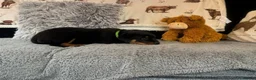 Rottweiler dogs for sale: Rottweiler Pups ready to leave  - Advert 17