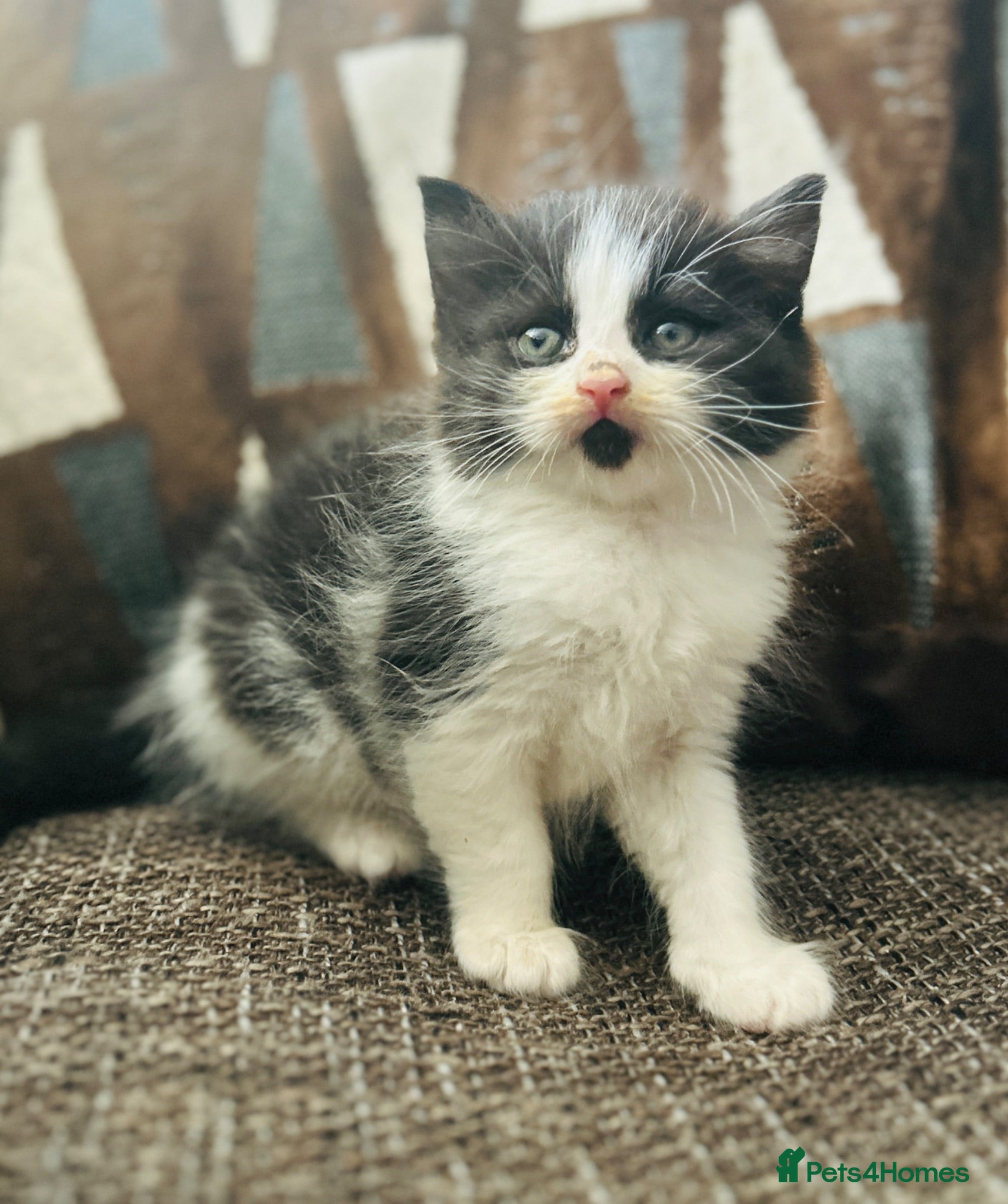 Mixed Breed cats Persian angora mixed kittens - Advert 1