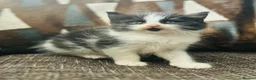 Mixed Breed cats for sale: Persian angora mixed kittens - Advert 1