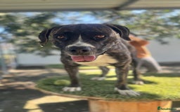 Mixed Breed dogs for adoption: Elle - 4 years old, Gorgeous Brindle Girl - Image 5