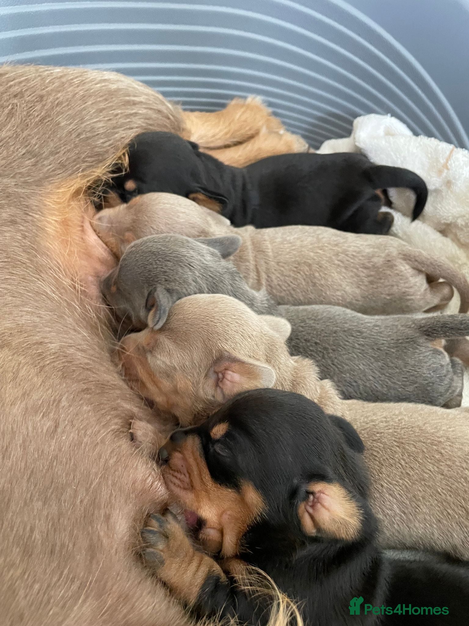 Miniature Dachshund dogs Miniature Dachshund Puppies - Ready Now! - Advert 2