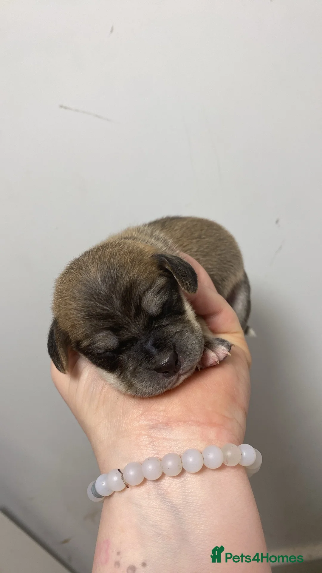 Cocker Spaniel dogs for sale: Cocker Spaniel Puppies – Ready to Leave 20/04/2026 - Advert 20