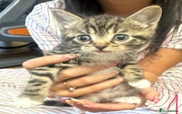Mixed Breed cats for sale: 6 Of the cutest kittens ever !  - Image 15