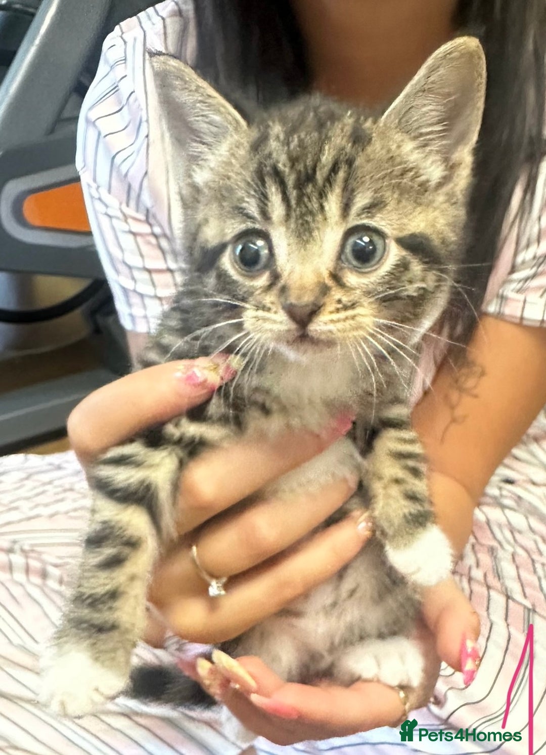 Mixed Breed cats for sale: 6 Of the cutest kittens ever !  - Image 15