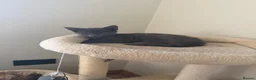 Mixed Breed cats for sale: Beautiful grey male kitten for sale  - Advert 9