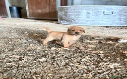 Labrador Retriever dogs for sale: Stunning Fox red labradors - Image 3