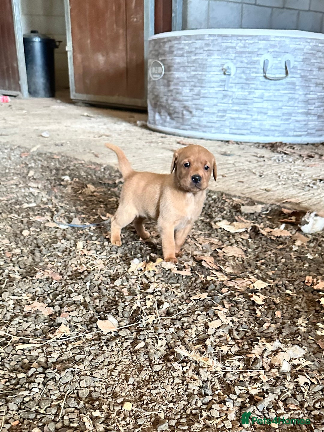 Labrador Retriever dogs for sale: Stunning Fox red labradors - Image 3
