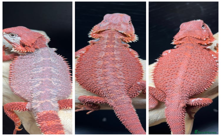 Bearded Dragon reptiles in Morecambe - Advert 1