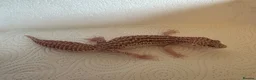 Leopard Gecko reptiles for sale: Leopard geckos for sale  in Nottingham - Advert 8
