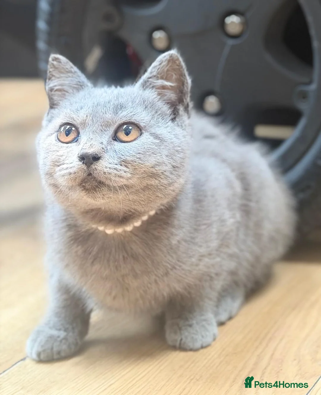 British Shorthair cats for sale: 2 Beautiful British Shorthair Girls available - Advert 1