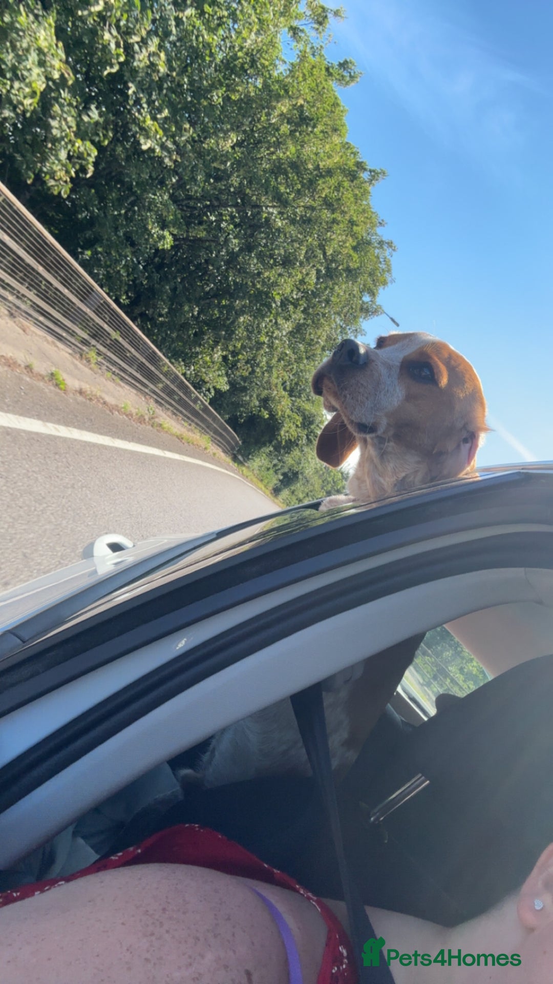 Beaglier dogs for sale: 13 month old beaglier  - Advert 21