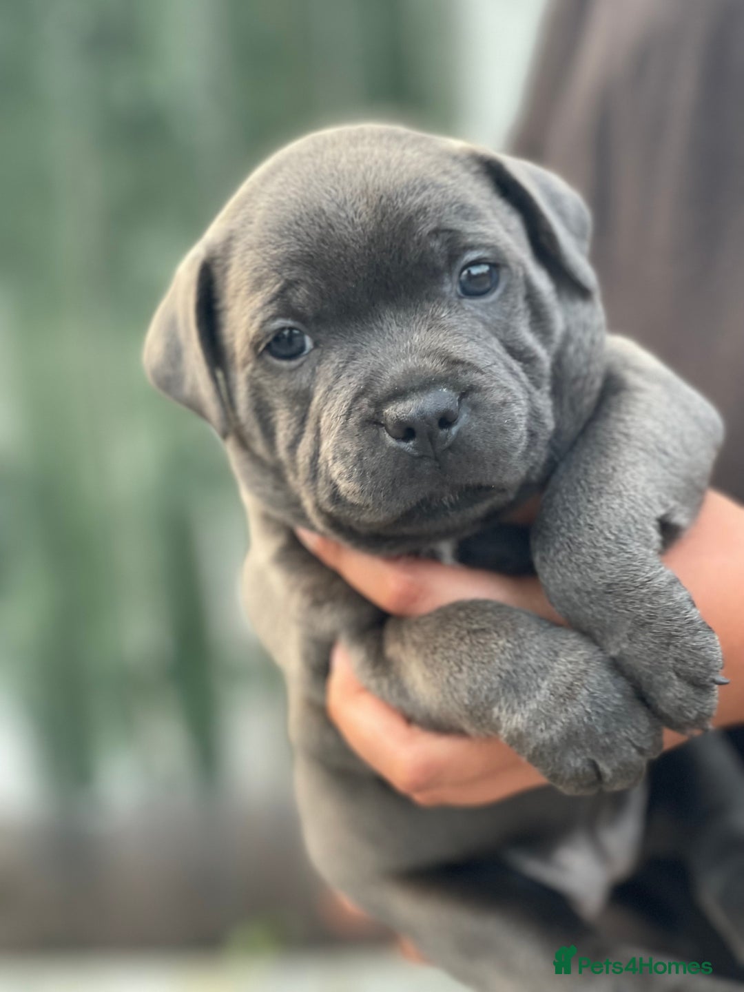Staffordshire Bull Terrier dogs for sale: Top Quality Blue Staffordshire Bull Terriers  - Image 16