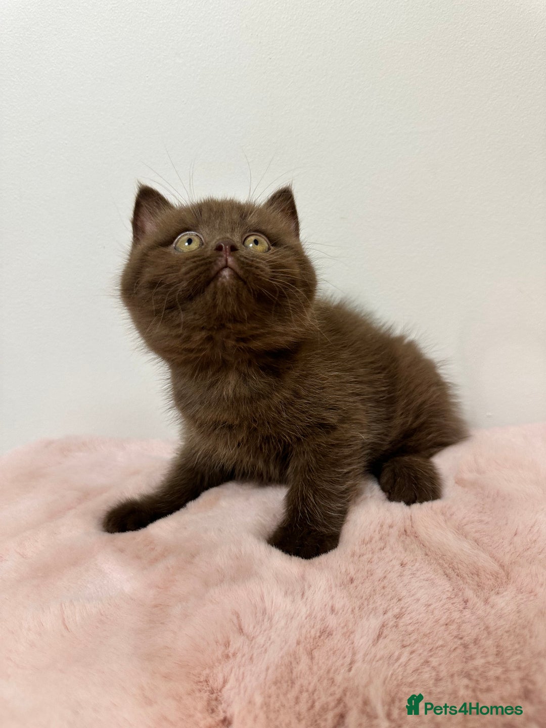 British Shorthair cats for sale: British Shorthair Chunky Chocolate Kittens🐻 - Advert 5