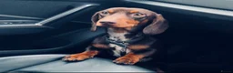Miniature Dachshund dogs for stud: Miniature Dachshund Stud in Hartlepool - Advert 12