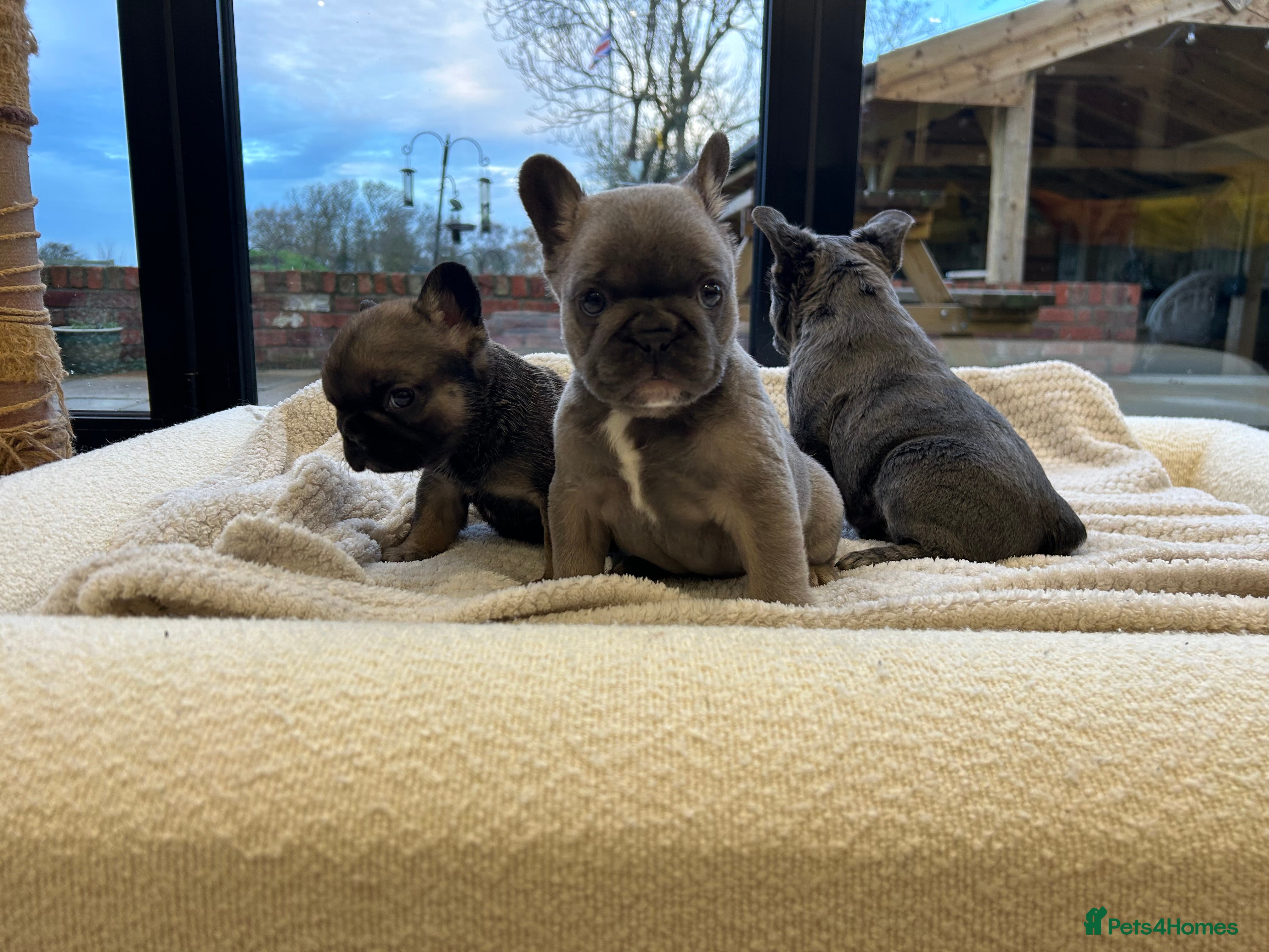 French Bulldog dogs KC DNA tested French bulldog pups  - Advert 3