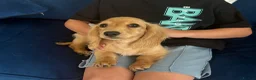 Miniature Dachshund dogs for sale: Pure Cream female mini dachshund  - Advert 6