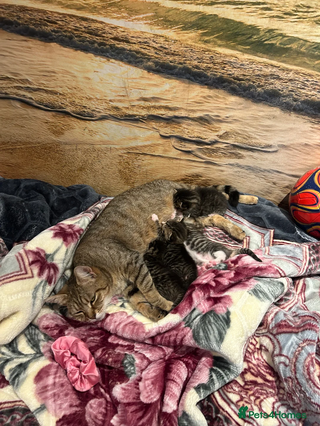 Mixed Breed cats for sale: Kittens for sale  - Advert 2