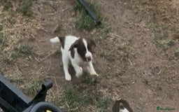 English Springer Spaniel dogs for sale: English springer spaniel puppies  - Image 3