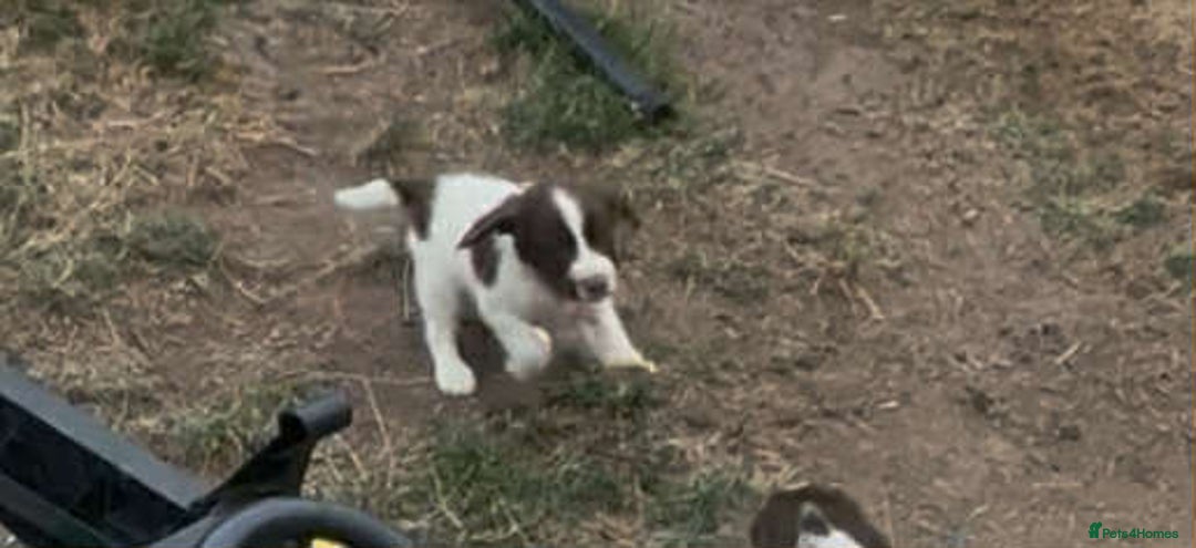 English Springer Spaniel dogs for sale: English springer spaniel puppies  - Image 3