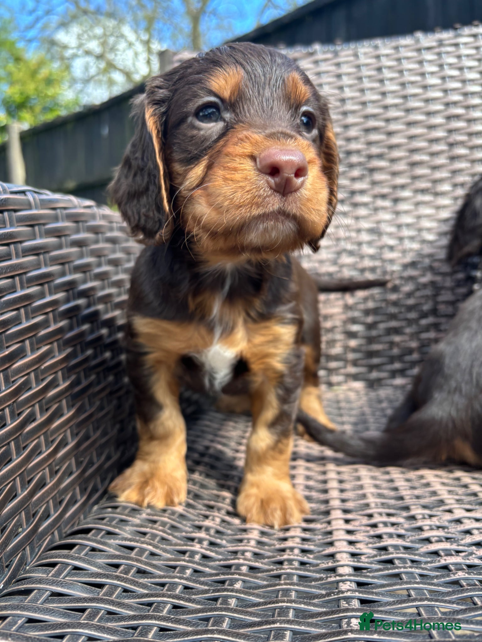 Cocker Spaniel dogs 2 boys left! Beautiful chocolate and tan cockers  - Advert 15