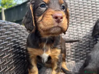 Cocker Spaniel dogs 2 boys left! Beautiful chocolate and tan cockers - Advert 15