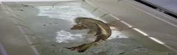 Koi Carp fish for sale: Koi carp mixed variety  in Barnet - Advert 3