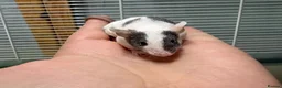 Mouse rodents for sale: Grey & white baby male mouse with cage for sale - Advert 6