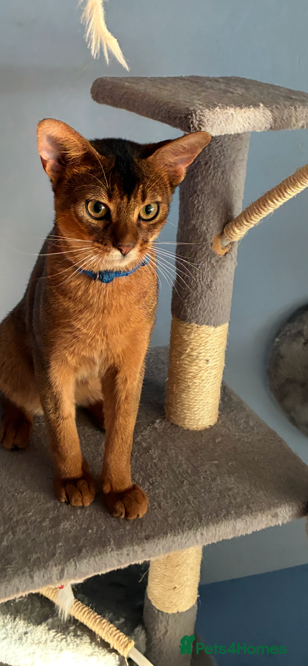 Abyssinian cats for sale: Abyssinian kitten looking for his new forever home - Advert 12