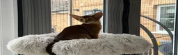 Abyssinian cats for sale: Abyssinian kittens  - Advert 3