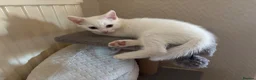 Mixed Breed cats for sale: 4 kittens ready now - Advert 8