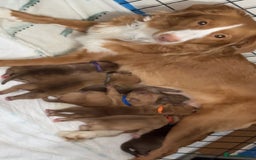 Mixed Breed dogs for sale: 6 Beautiful Fur Babies - Image 31