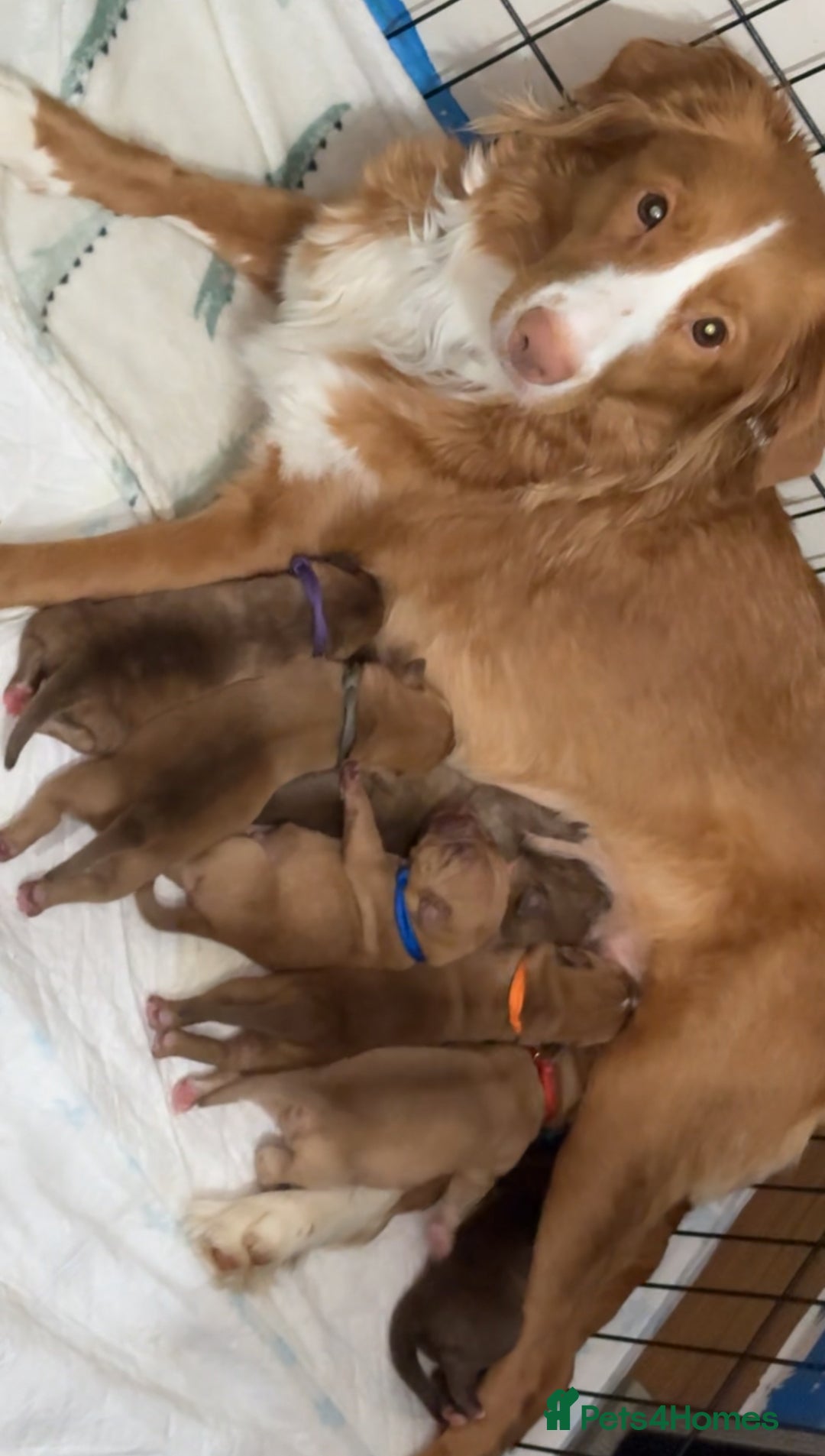 Mixed Breed dogs for sale: 6 Beautiful Fur Babies - Image 31
