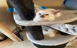 Balinese cats for sale: Beautiful Pedigree Balinese Kittens - Image 5