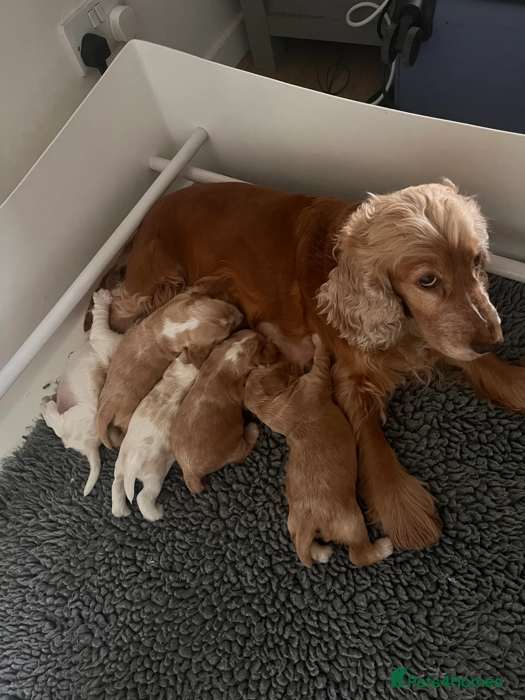 Cocker Spaniel dogs for sale: Show type Cocker Spaniels - Advert 3