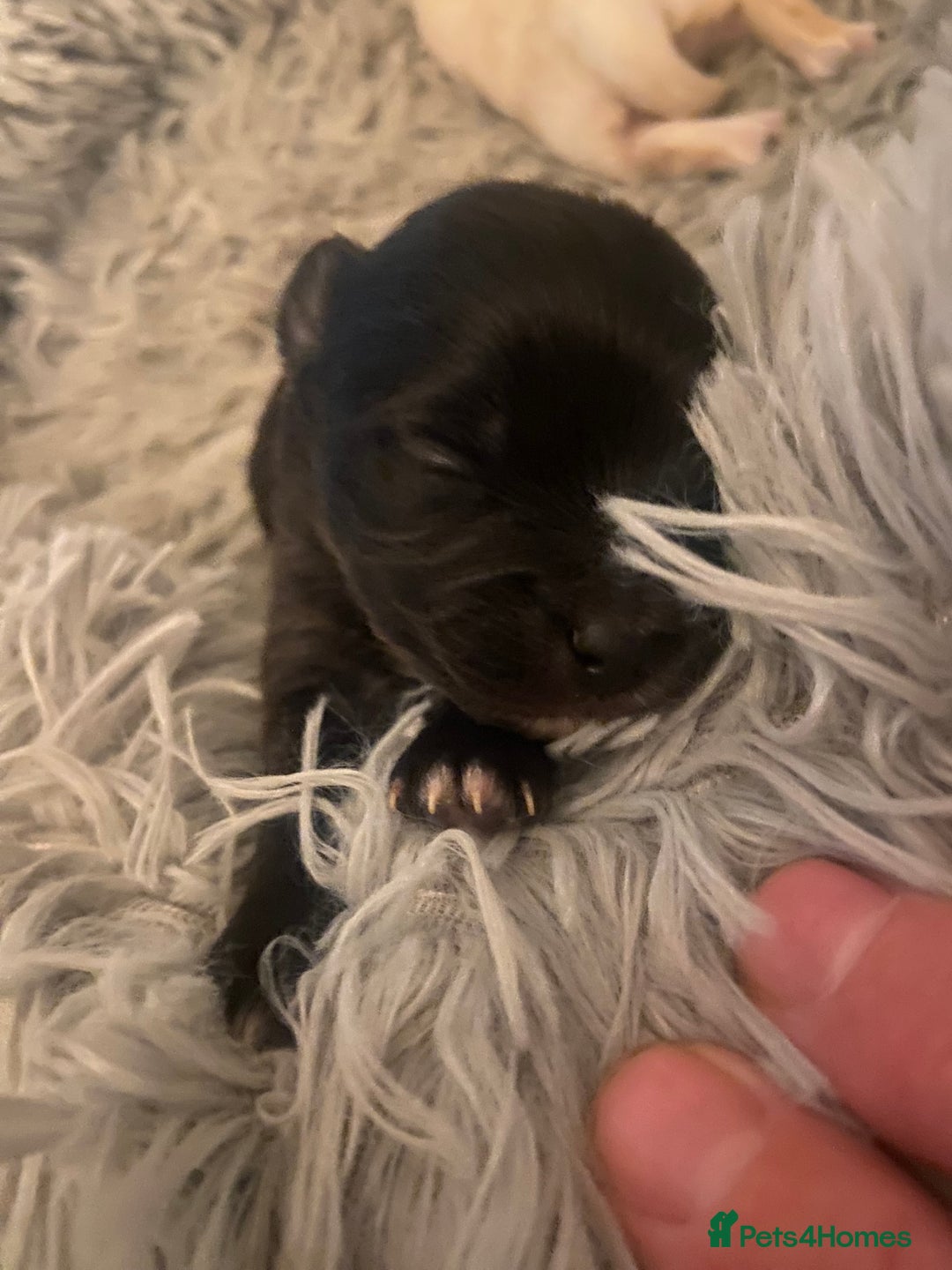 Pomeranian dogs for sale: Black Pomeranian puppies  - Advert 10