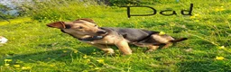 Jack Russell dogs for sale: Broken Coat Tan Jack Russells - Advert 2