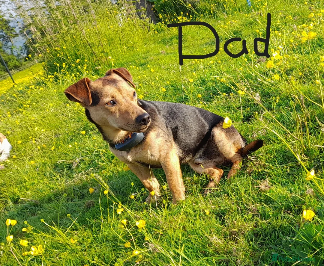 Jack Russell dogs for sale: Broken Coat Tan Jack Russells - Advert 2
