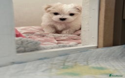 Maltese dogs for sale: 5 Generation KC registered Maltese - Image 13