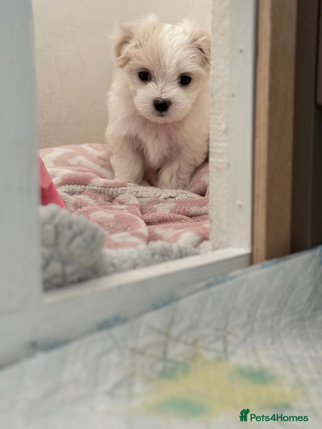 Maltese dogs for sale: 5 Generation KC registered Maltese - Image 13