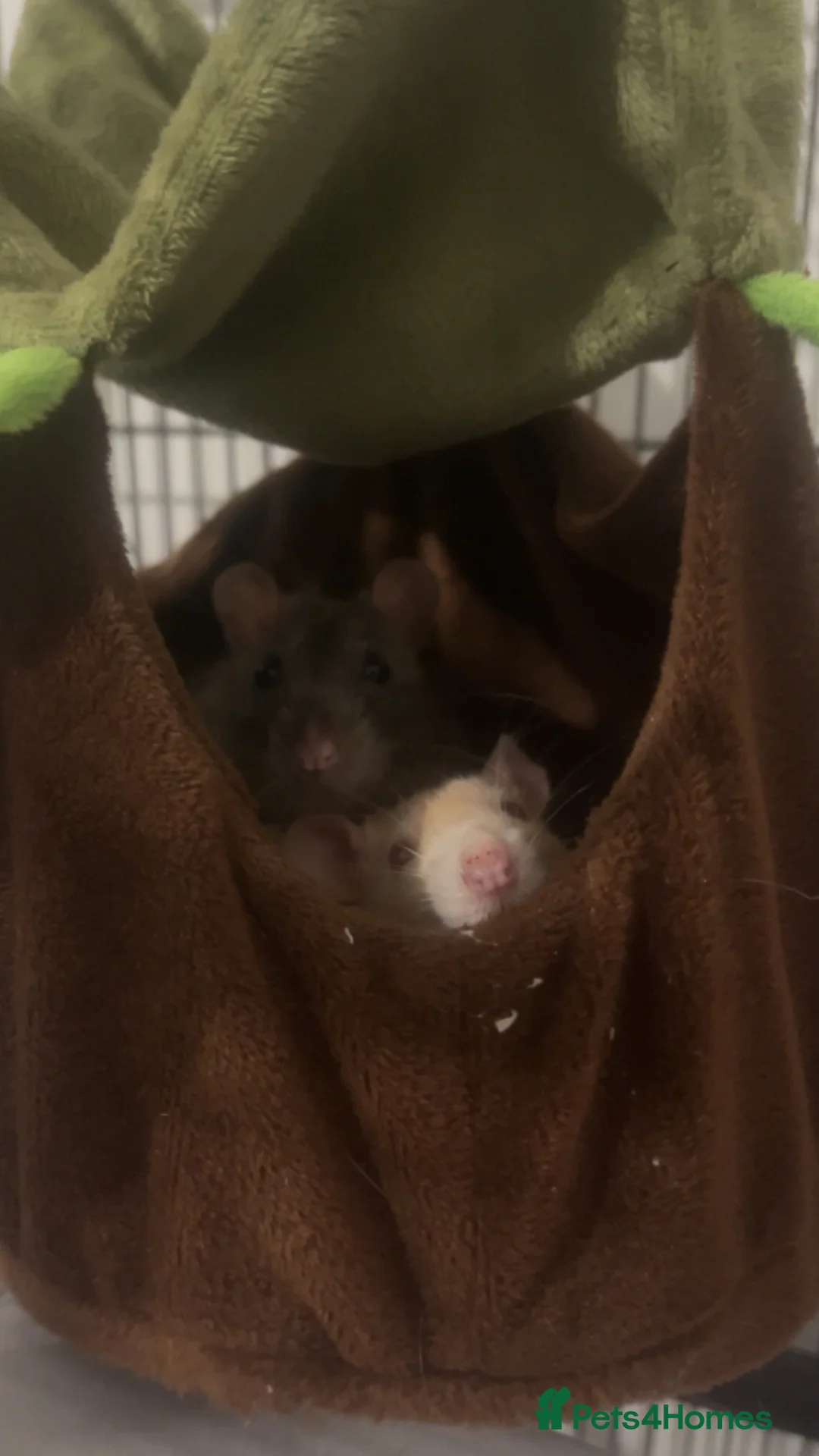 Rat rodents for sale: rats with full cage setup everything u need  in Warrington - Advert 1