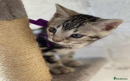 Bengal cats for sale: 🐾 Pedigree tica registered Bengal Kittens - Image 33