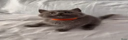 British Shorthair cats for sale: 🐾 Adorable Kittens Looking for Their Homes 🐾 - Advert 21