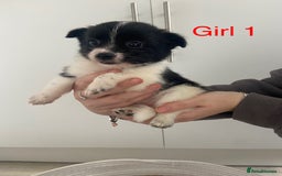 Mixed Breed dogs for sale: Jack-A-terrain puppies - Image 5