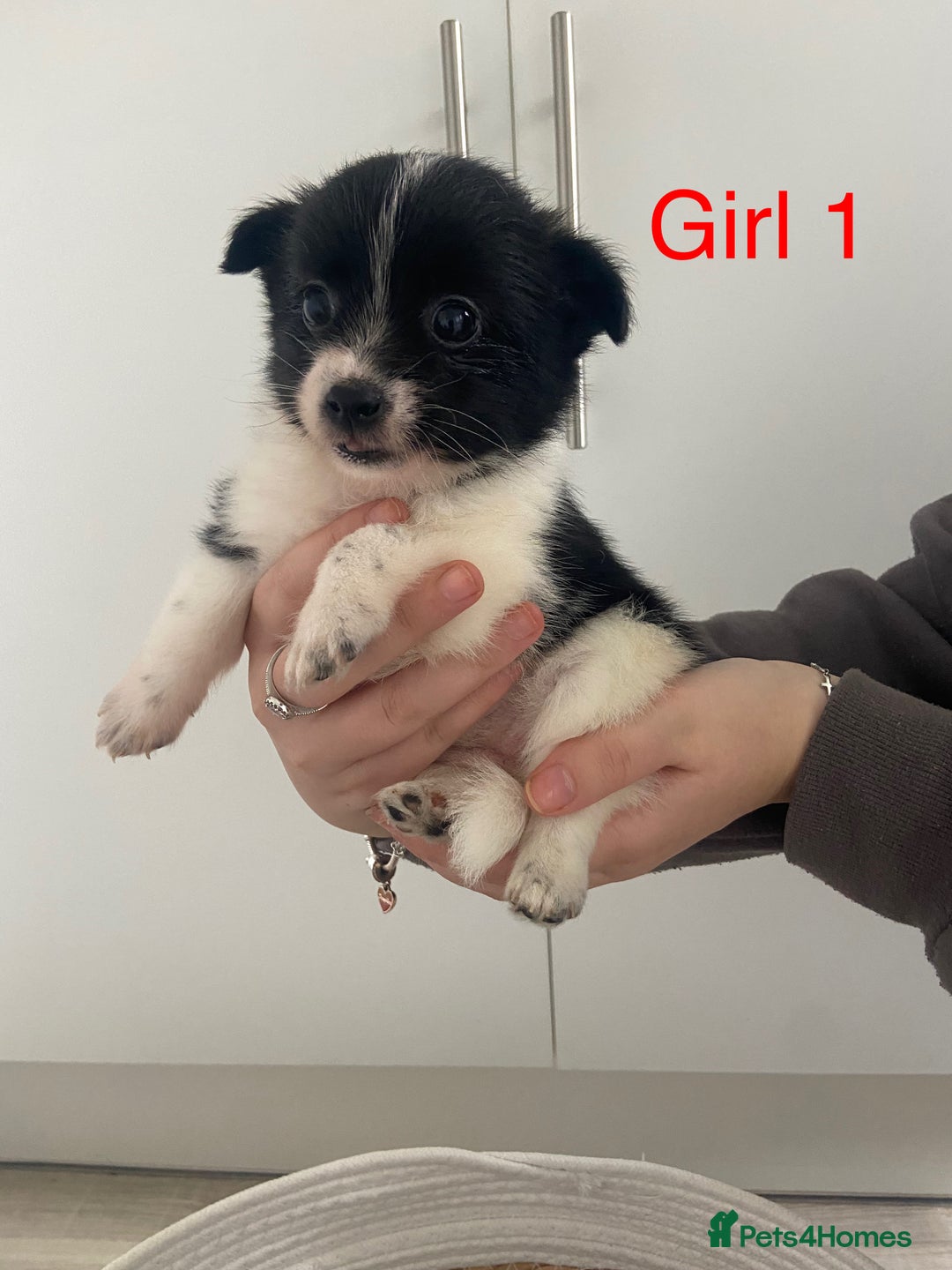 Mixed Breed dogs for sale: Jack-A-terrain puppies - Image 5