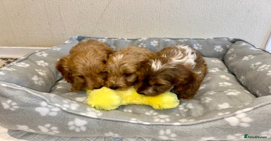 Cockapoo dogs - Advert 2