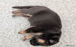 German Shepherd dogs for sale: Health Tested German Shepherd Available! 🐾🖤 - Image 4
