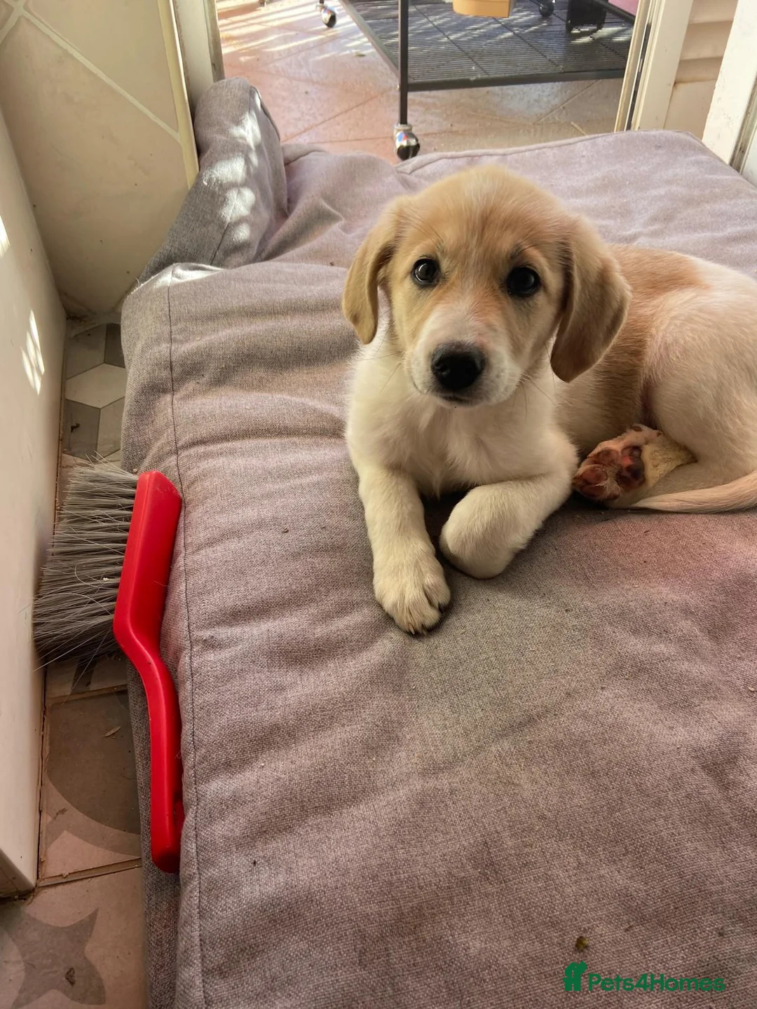 Mixed Breed dogs for adoption: Nancy - Advert 2